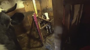 Как мы спасали бычка