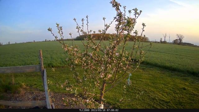 Apple Tree Blossoming смотреть онлайн