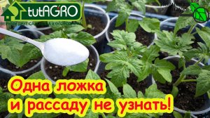 ДАЙТЕ РАССАДЕ ВКУСНОЕ! Лучшая подкормка для любой рассады от вытягивания. Так рассада станет толще!