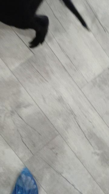 Минипиг Феня mp4