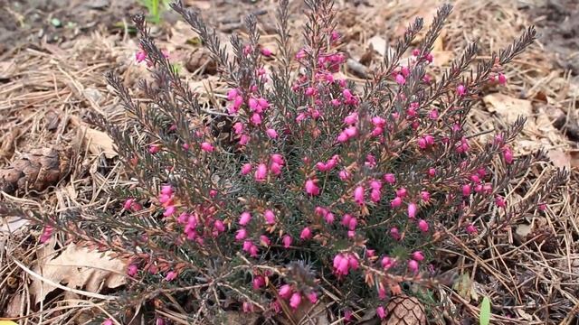 Цветение ЭРИКИ Миретон Руби. Ярко-розовые колокольчики. смотреть онлайн