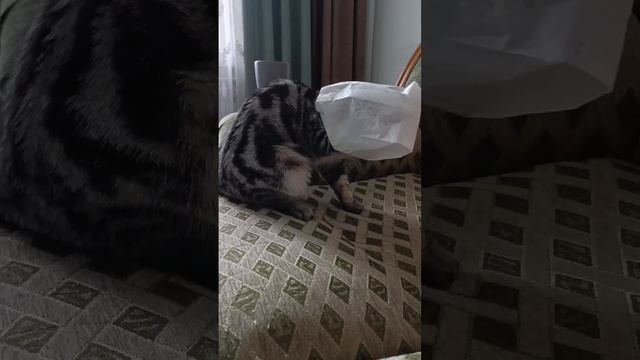 Любит забираться в пакетики