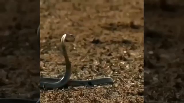 Реакция мангуста смотреть онлайн