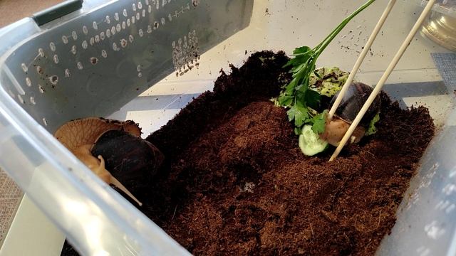 Улитки смотреть онлайн