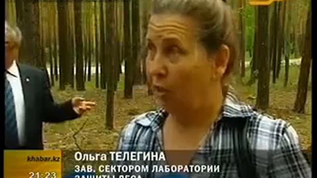 Лесопатологическая обстановка в лесах смотреть онлайн