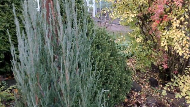 Как я укрываю розы на зиму. Прогулка по ноябрьскому саду. Цветут верески, примула, обриета, виола смотреть онлайн