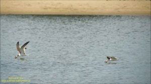 Black Skimmer fishing (Rynchops niger) by Antonio Silveira.