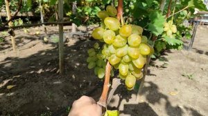 Прекрасный и вкуснейший виноград Монарх, он же Хризолит, сезона 2023