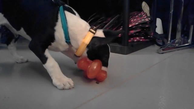 Bionic stuffer at Rebel Dog :-) смотреть онлайн