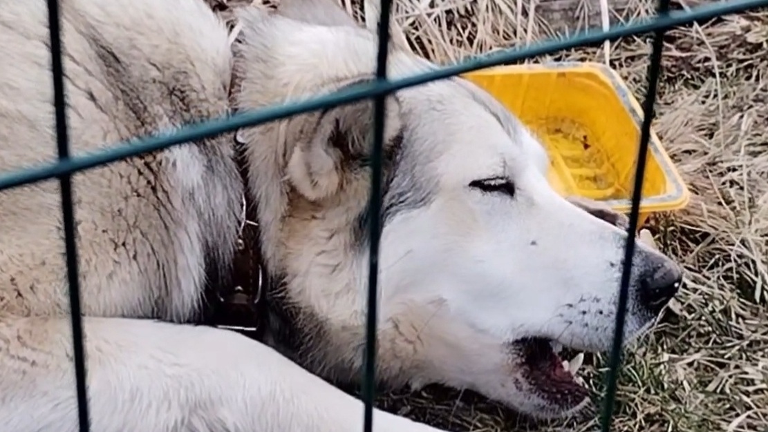 Весна в саду: новые посадки и наша Белла на страже границы! смотреть онлайн