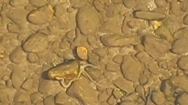 Bulgaria - Blagoevgrad - River Bistrica - 2015 смотреть онлайн