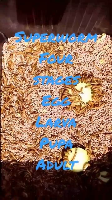 Superworms 4 stages: egg, larva, pupa, & adult (Let's multiply more worms) смотреть онлайн