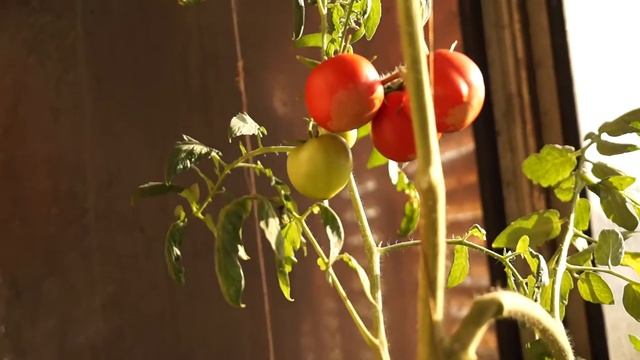 Чеснок - экологически чистое средство против фитофторы смотреть онлайн