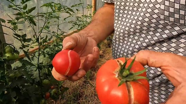 Król pomidorów - u Grzegorza z gospodarstwa La Fuente смотреть онлайн