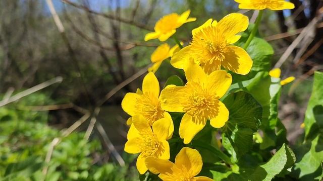 Звуки реки, Звуки природы, пение птиц, Звуки Леса, Для релаксации, Для сна, Медитации, Relax смотреть онлайн