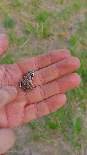 Лягушка прыжок#съёмка замедленного действия#природа#Сибирь#Красноярск