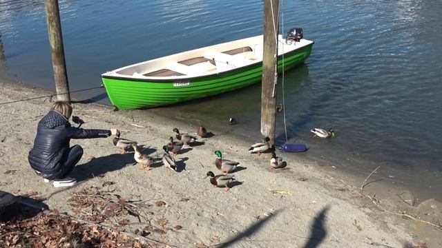 Что делают утки в Швейцарии??? Ducks in Switzerland. смотреть онлайн