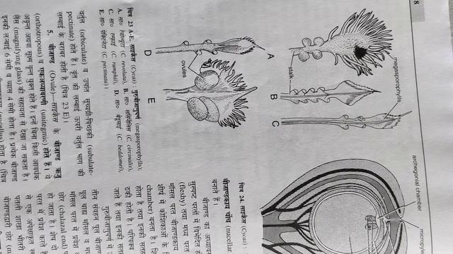 Cycas - Megasporophyll in Hindi By Ravi Parihar смотреть онлайн