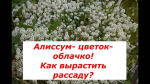 Алиссум: посев, пикировка рассады.