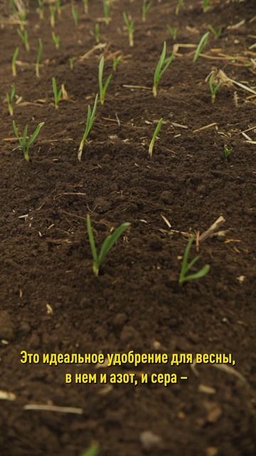 Чеснок только взошел, а уже желтеет? Срочно нужна подкормка! Чем подкормить озимый чеснок весной смотреть онлайн