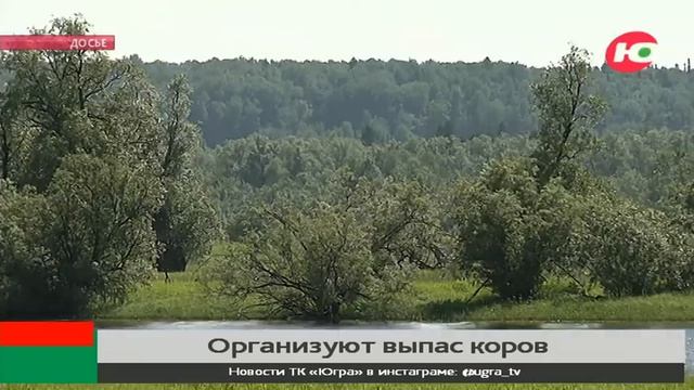 Жители Берёзовского района могут устроить каникулы для своих коров смотреть онлайн