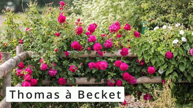 РОЗЫ на весну 2024 смотреть онлайн