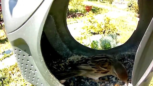 красивые воробушки смотреть онлайн