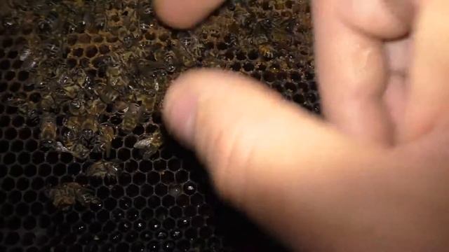 неправильная Зимовка Пчел в Кассетном Павильоне слабых пчел без отопления