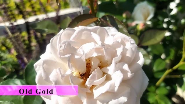 Обзор цветения прекрасных роз в саду. Начало 1-ой волны смотреть онлайн