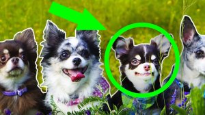 Эйван и Софи в панике: Юми снова отличилась! 😨🌊