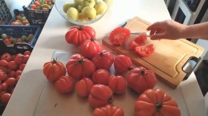 ТОМАТ ПУЗАТА ХАТА  в 2023 году. КЛАССНЫЙ, УВЕЛИЧИТЬ БЫ УРОЖАЙНОСТЬ