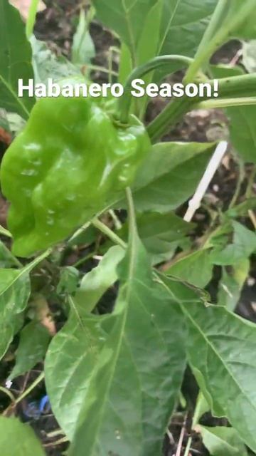 Habanero Season Habanero Pepper смотреть онлайн
