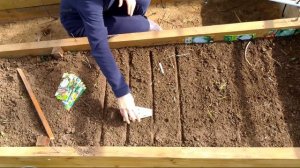 Посев капусты на рассаду в теплице