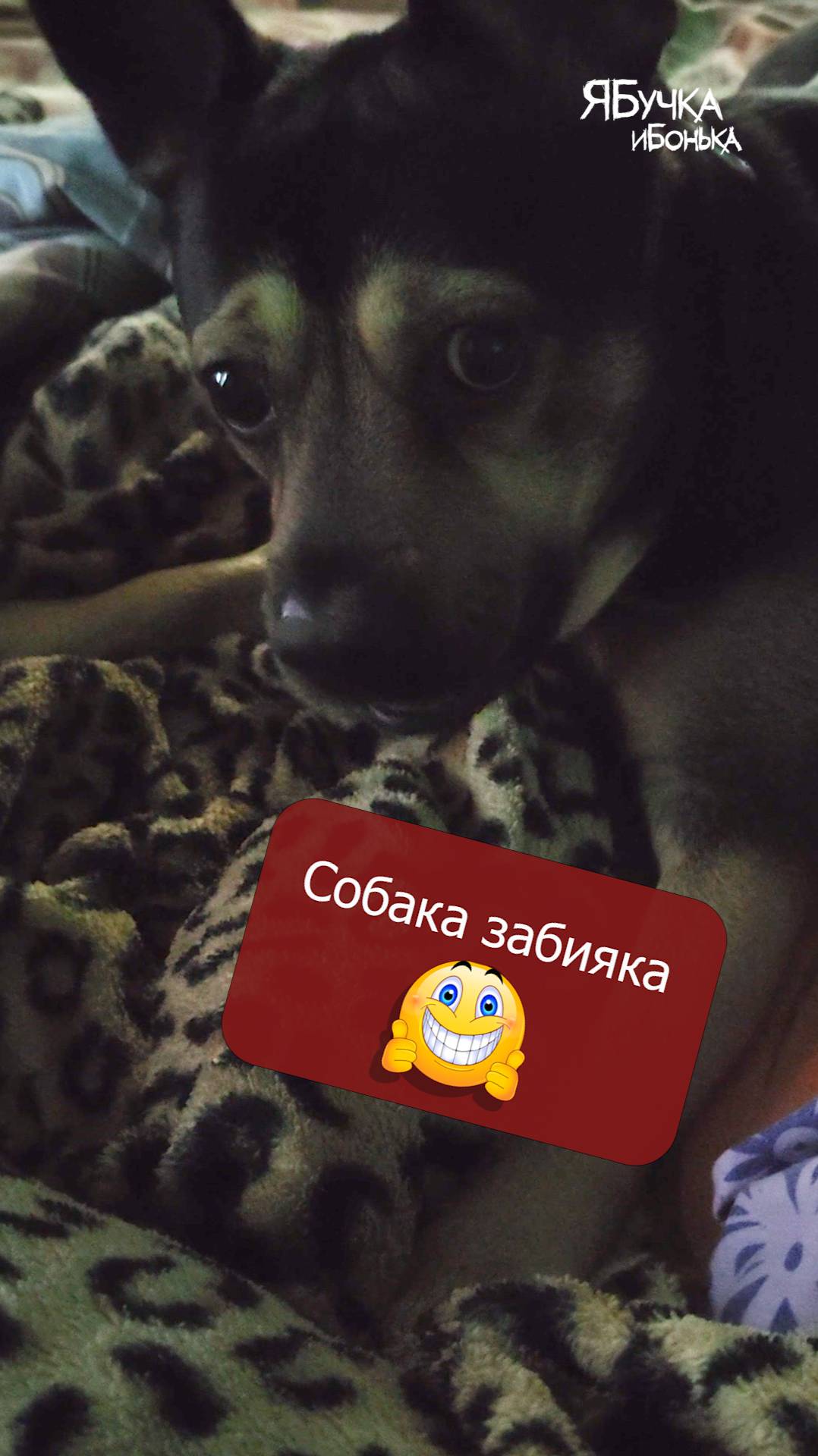 Собака забияка! А ваш пессель пристает к вам с предложением навести кипишь?