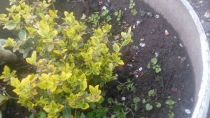 Бересклет форчуна