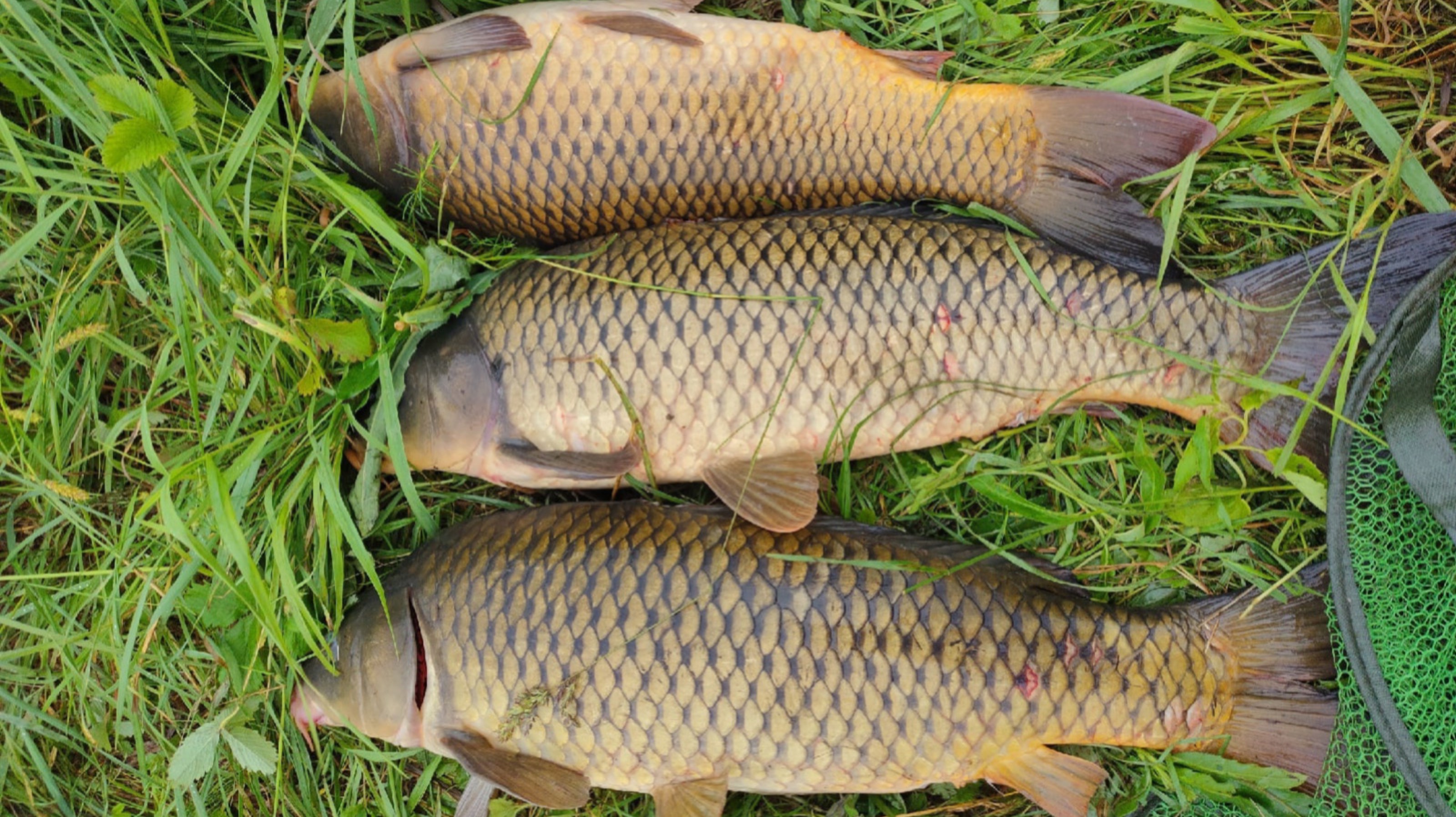 РЫБАЛКА НА КАРПА!!БЕШЕННЫЙ КЛЕВ!!НАКОНЕЦ ТО Я ЕГО НАШЕЛ!!! смотреть онлайн