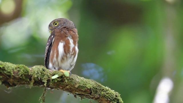 Central American Pygmy-Owl LD2