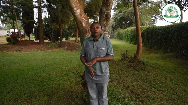 UTALII WEST KILIMANJARO смотреть онлайн