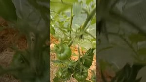 Коллекционные томаты. Грейпфрут на 03.07.2022