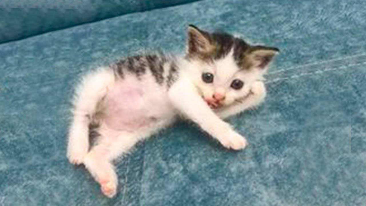 Я РЖАЛ ПОЛЧАСА🐈ПРИКОЛЫ С КОТАМИ И ДРУГИМИ ЖИВОТНЫМИ🐕СМЕШНЫЕ КОШКИ И СОБАКИ 2025 смотреть онлайн