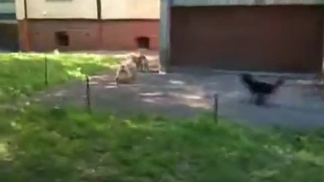 Неудачная охота на котэ смотреть онлайн