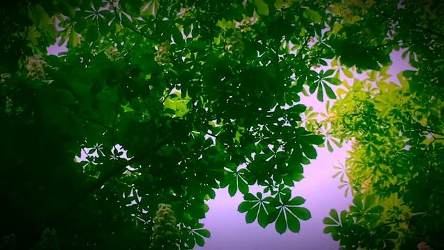 🍃395🍃Май продолжается 🍃🌼🍃 смотреть онлайн