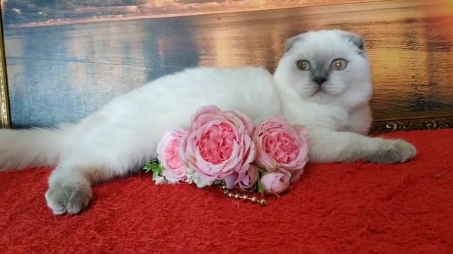 Продам шотландскую кошечку смотреть онлайн