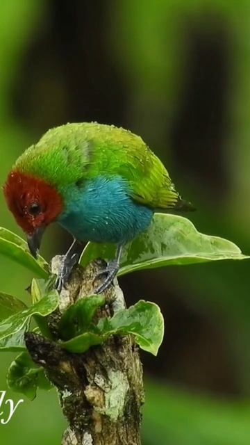 Birds #melody смотреть онлайн