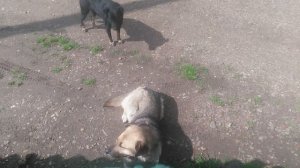 Пёс 3 сезон 2 серия  Отдых после еды