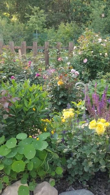 Июньский вечер в саду #розы #сад #roses #garden #цветы смотреть онлайн