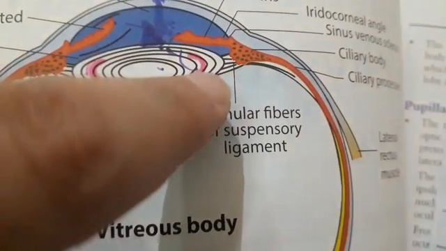 Congenital Cataract| Coronary Cataract| Nuclear Cataract| Jogi Points| Parson Diagrams смотреть онлайн