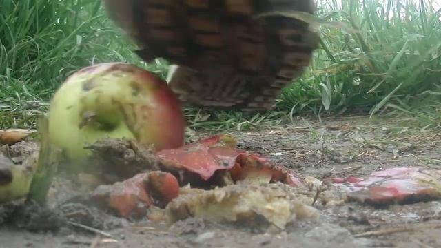nike hoodland crush apples смотреть онлайн