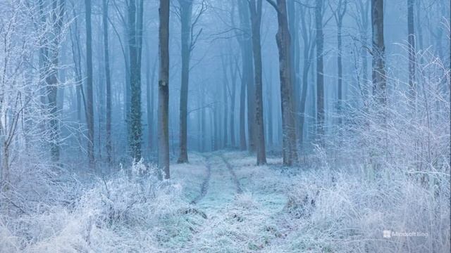 Bing Wallpapers - February 2022 смотреть онлайн