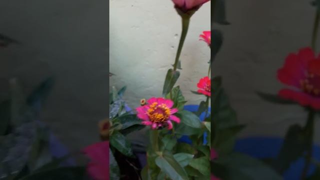 Macam-macam bunga смотреть онлайн